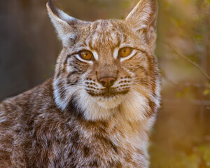 Eurasian Lynx, Lynx lynx, a medium-sized wild cat. Portrait