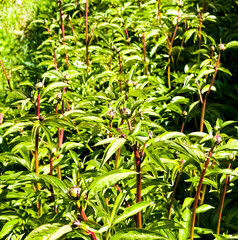 Fototapeta premium Leaves and young buds of a garden Peony in the spring