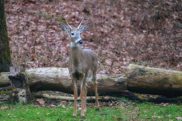 A young buck visits our yard in Windsor in Upstate NY.  4-point buck stands alone in the grass with the woods behind it during this Winter in between snow storms.  