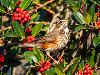 Redwing Feeding on Red Berries on English Holly