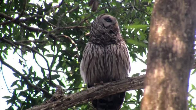 FLORIDA - 12.14.2023 - A fluffed up barred owl makes a single hooting call from a tree in Florida.