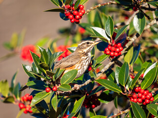 Redwing Feeding on Red Berries on English Holly