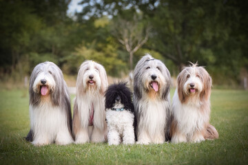 Group of bearded collies is sitting in nature. Family time, same breed, summer day.	
