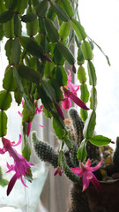 A beautiful flowering indoor plant. Succulent with pink flowers.