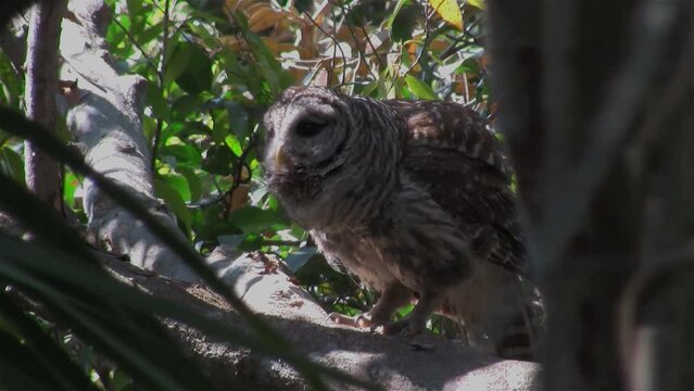 FLORIDA - 12.14.2023 - A fluffed up barred owl hoots from a tree in Florida.