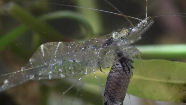 FLORIDA - 12.14.2023 - Close-up side view of a glass shrimp beginning to eat a dead fish.