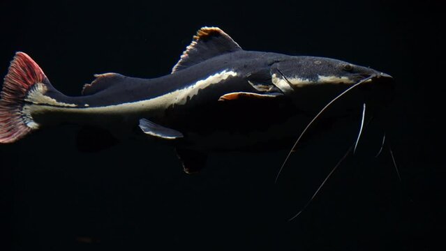 FLORIDA - 12.14.2023 - Close-up of a redtail catfish swimming in the dark.