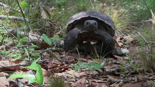 FLORIDA - 12.14.2023 - A gopher tortoise walks along the forest floor in Florida.
