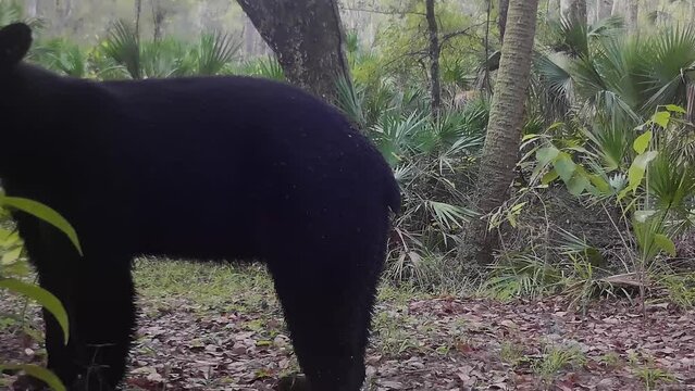 FLORIDA - 12.14.2023 - A Florida black bear walks through a forest in Florida.