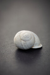 snail on grey background. Macrophotography black and white