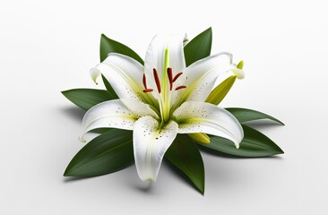 lily flower Isolated on white background. Beautiful White Lily flower close up. Background with flowering bouquet. Inspirational natural floral spring blooming garden or park. Ecology nature concept