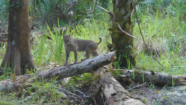 FLORIDA - 12.14.2023 - A bobcat stands on a log in a Florida forest.