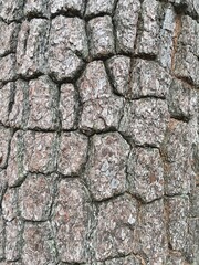Close up of tree bark textures