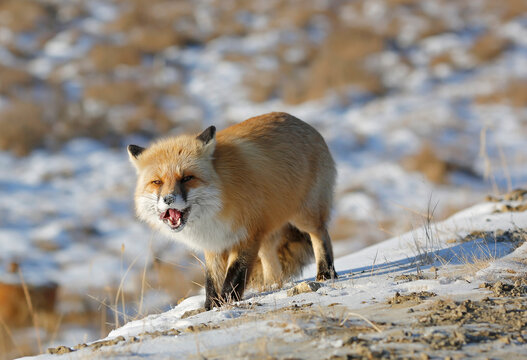 red fox eats in winter
