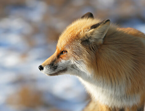 profile of a red fox on a blurred background