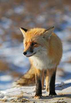 beautiful fox stands in winter