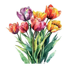 Obraz premium bouquet of tulips cartoon style watercolor illustration on white background