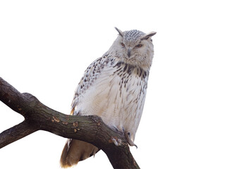 The Siberian eagle owl, Uhu, a species of Eurasian eagle owl. Isolated
