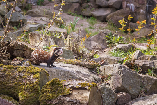 Marbled polecat, a small mammal belonging with a short muzzle and very large, noticeable ears