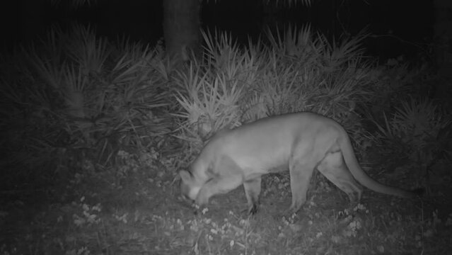 FLORIDA - 12.14.2023 - A Florida panther walks by a night vision camera in a Florida forest.