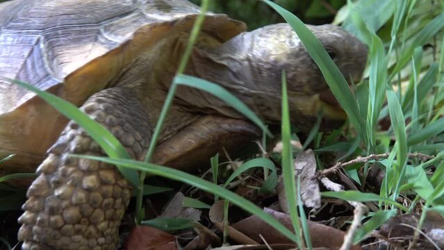 FLORIDA - 12.14.2023 - Close-up of a gopher tortoise grazing on a forest floor in Florida.