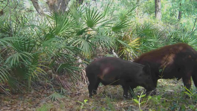 FLORIDA - 12.14.2023 - Two hogs fight on a forest floor in Florida during the day.