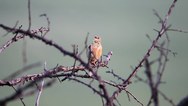 Ortolan bunting sits on a tree branch and sings. Beautiful background. Video with the bird Emberiza hortulana