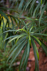 White Cascabela thevetia (Thevetia peruviana) flower in bloom against dark background.Its leaves are willow-like, linear-lanceolate, and glossy green in color. Also known as Kaner or Kaner in India.