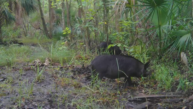 FLORIDA - 12.14.2023 - Wild pigs and a piglet root on a forest floor in Florida during the day.