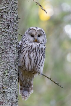 a solitary owl on a tree branch