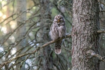 a solitary owl on a tree branch