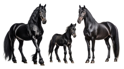 Group of black horses: mare, stallion and foal, animal family isolated on transparent background. PNG clip art elements. - obrazy, fototapety, plakaty
