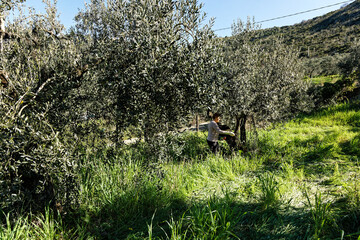 Farmer woman walk fertilizes plants on the farm land for eco-sustainable agriculture with organic fruits and respecting the environment. Concept background green trees. Work in the nature. Fresh air