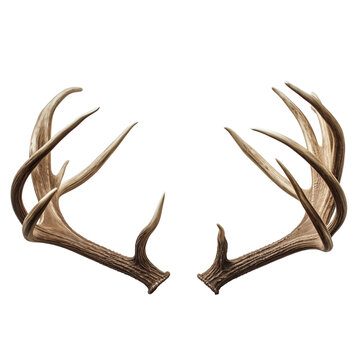 Deer antlers isolated on a white or transparent background close-up. Overlay of deer antlers for insertion. A design element to be inserted into a design or project.