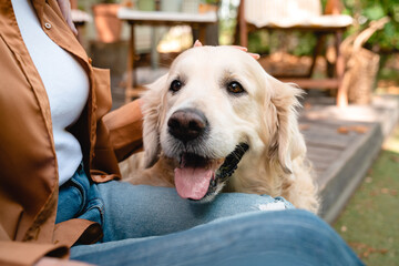 Cropped photo of cheerful active fluffy labrador golden retriever lying on the lap of female owner,...