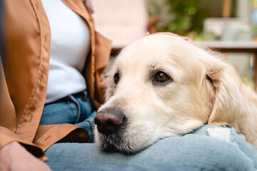 Closeup animal`s face. Cropped photo of cheerful active fluffy labrador golden retriever lying on the lap of female owner, walking outdoors outside in park forest. Pet life concept