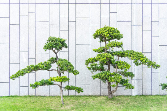Bricks fence and Japanese podocarpus
