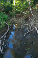 Reflections of nature in the river.