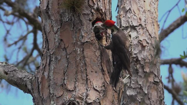 FLORIDA - 12.14.2023 - Close-up pan up a tree towards the view of a pileated woodpecker feeding its young.