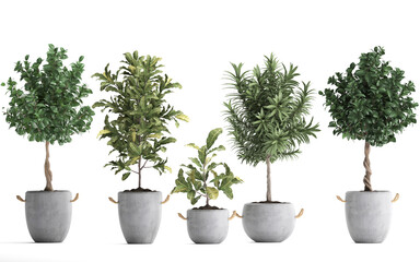 Fototapeta premium 3D digital render of plant tree in a pot isolated on white background
