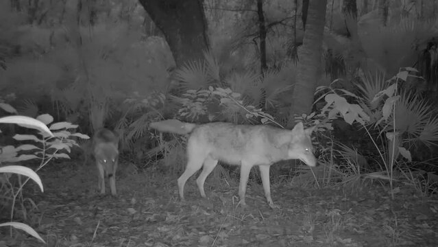 FLORIDA - 12.14.2023 - A night vision camera captures two coyotes walking by in a Florida forest.