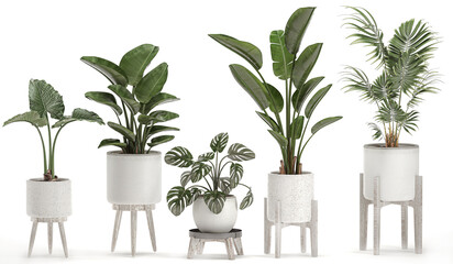 3D digital render of plant isolated on white background Strelitzia Ravenala banana - obrazy, fototapety, plakaty