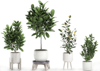 3D digital render of plant in a white modern pot isolated on white background