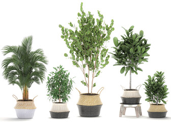 3D digital render of plant in baskets and pots isolated on white background