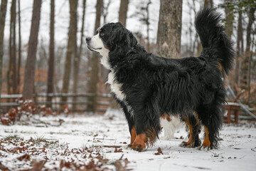 Bernese Mountain dog