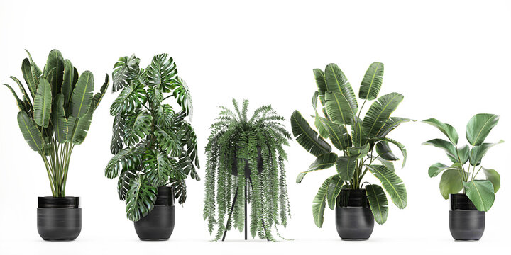 3D digital render of plant isolated on white background