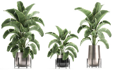 3D digital render of plant isolated on white background Strelitzia Ravenala banana