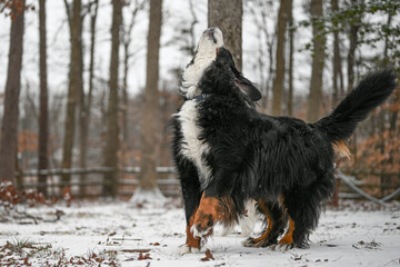 Bernese Mountain dog