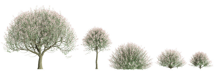 3d illustration of set Salix integra tree isolated on black background