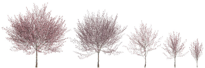3d illustration of set Prunus cerasifera flowering isolated on black background